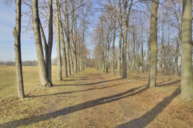 Kiev, Ukrayna yakınındaki Mezhigirye Park'ta güzel sokak.