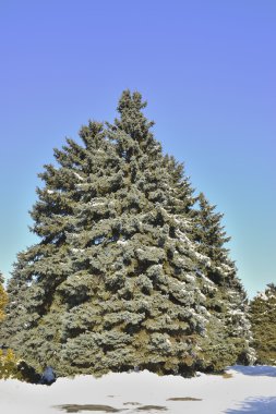 Karlı bir kış bahçesinde güzel ağaç