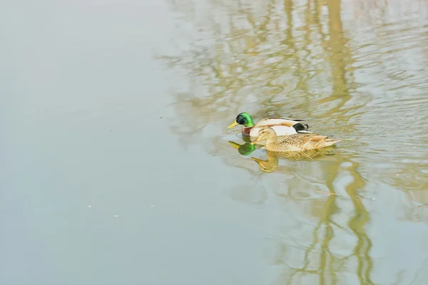 湖のアヒルは — ストック写真