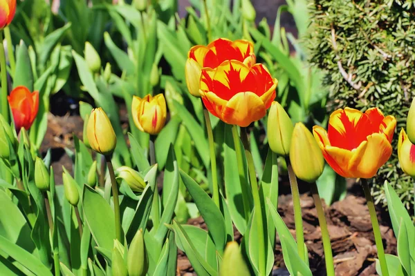 Tulips in the park — Stock Photo, Image