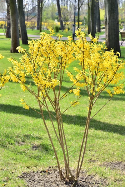 Fioritura primaverile — Foto Stock