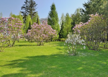 Ayrıntı bahar Parkı