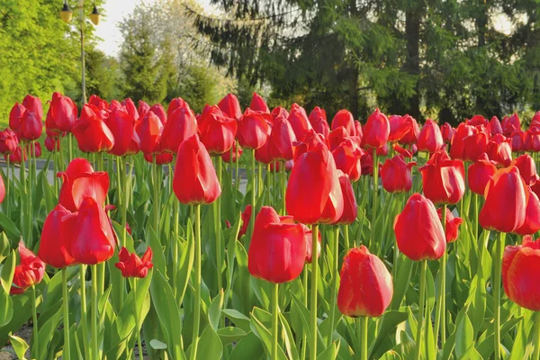 Tulips in the park — Stock Photo, Image