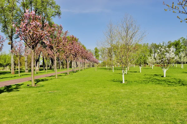 Ayrıntı bahar Parkı — Stok fotoğraf