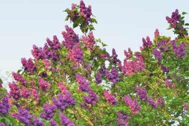 Lila çiçek açması çalılıklarda bir Botanik Bahçesi