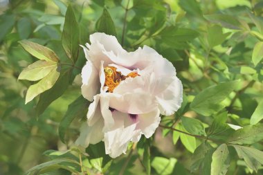 Çiçek ağaç peonies
