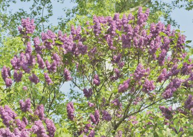 Lila çiçek açması çalılıklarda bir Botanik Bahçesi