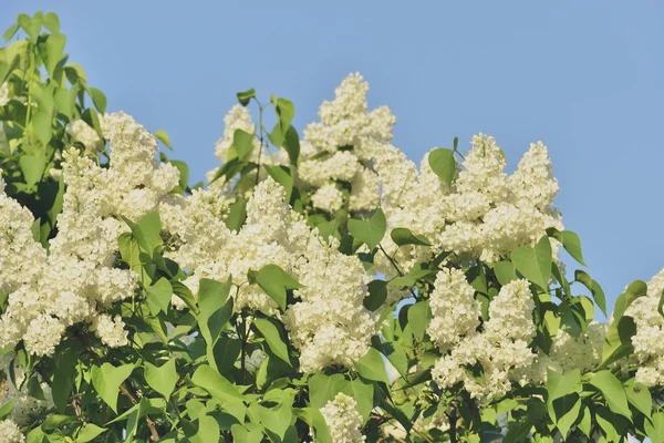 Blossoming lilac bushes in a botanical garden — Stock Photo, Image