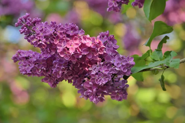 The branch of blooming lilacs — Stock Photo, Image