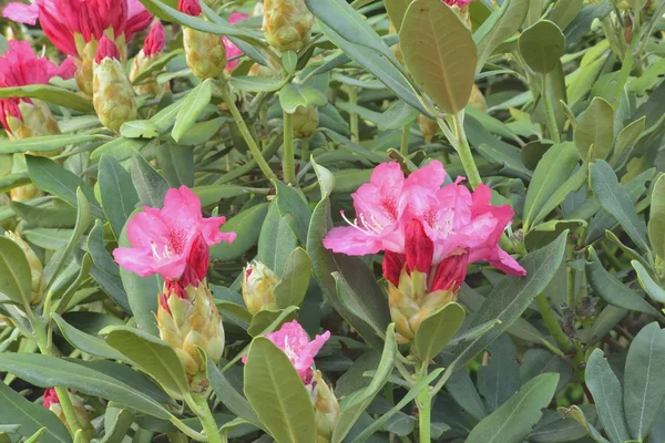 Blooming azalea bush — Stock Photo, Image