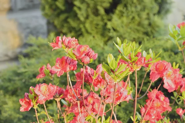 Blooming azalea bush — Stock Photo, Image