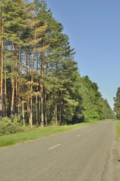 Schöne Straße im Frühlingswald — Stockfoto