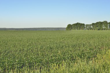 Sabah Mısır dolu bir alanda