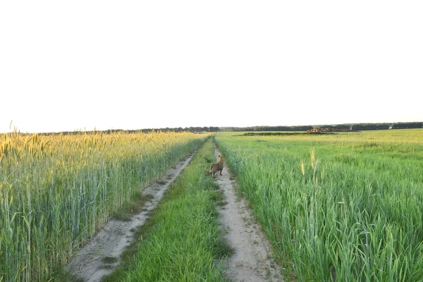 El camino al campo —  Fotos de Stock