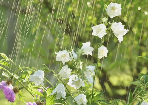 Sommerregen und Blumen — Stockfoto