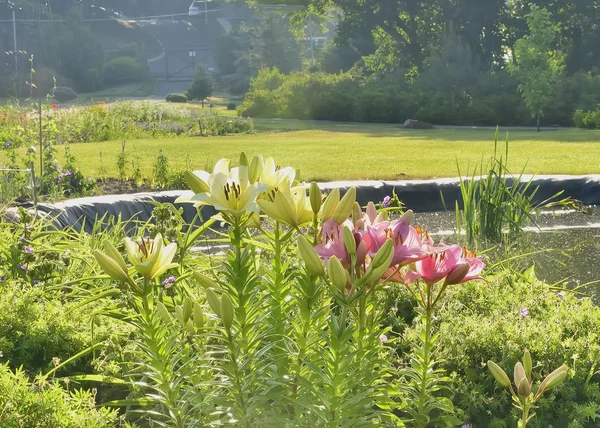 Beautiful lily near the lake — Stock Photo, Image