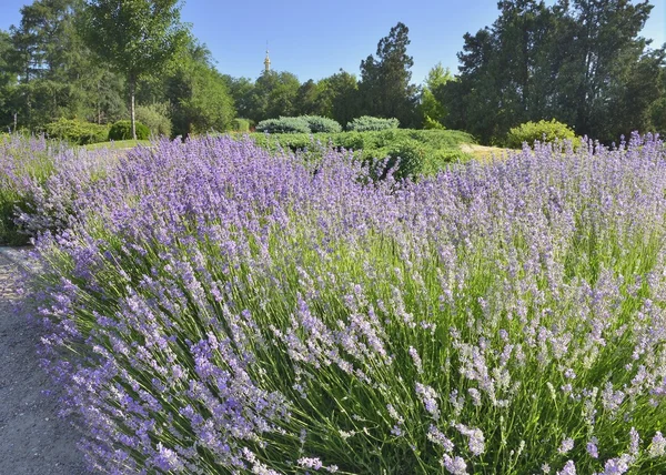 Berg lavendel — Stockfoto