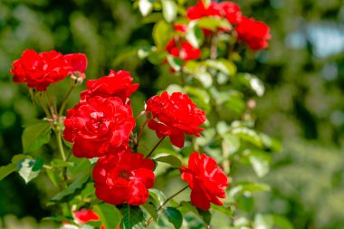 Parktaki güzel güller