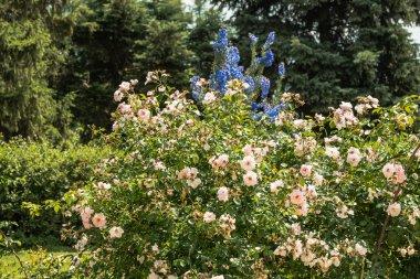 Parktaki güzel güller