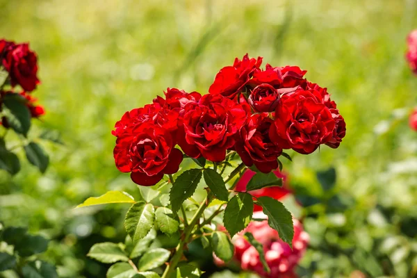 Lindas rosas no parque — Fotografia de Stock