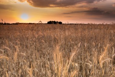 Tarlada gün batımı