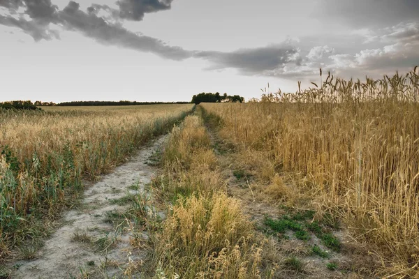 Sonnenuntergang auf dem Feld — Stockfoto