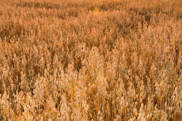 O campo da aveia — Fotografia de Stock