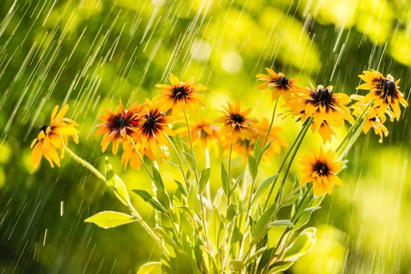 Summer rain and flowers of echinacea — Stock Photo, Image