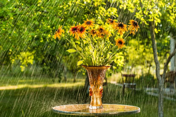 Summer rain and flowers of echinacea — Stock Photo, Image