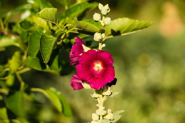 Beautiful mallow — Stock Photo, Image