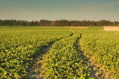 Görünümü alan Bean