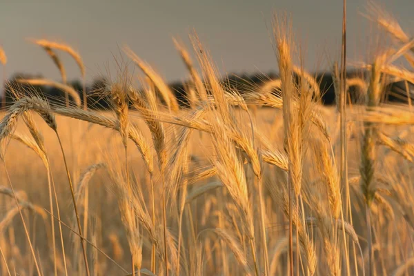 Spikelets of wheat — Stock Photo, Image