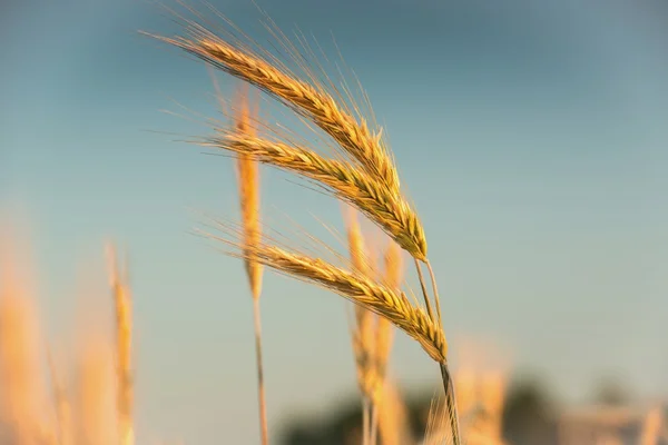 Spikelets of wheat — Stock Photo, Image