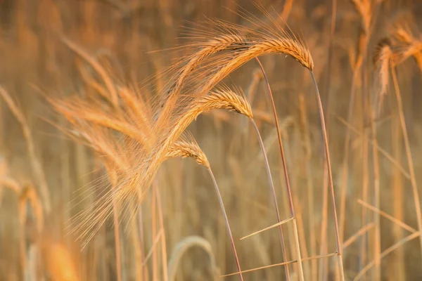 Spikelets av vete — Stockfoto