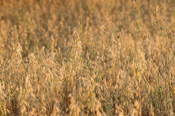 El campo de la avena — Foto de Stock