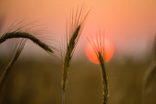 Spikelets of wheat — Stock Photo, Image