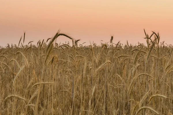 Spikelets of wheat — Stock Photo, Image