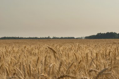spikelets buğday