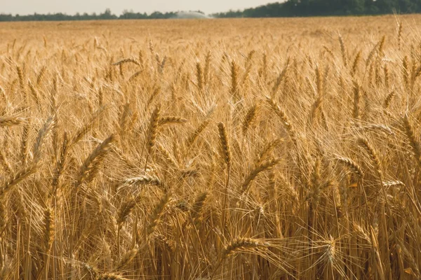 Spikelets of wheat — Stock Photo, Image