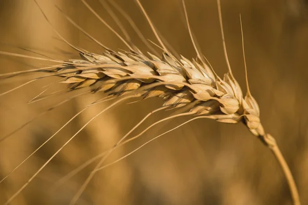 Spikelets of wheat — Stock Photo, Image