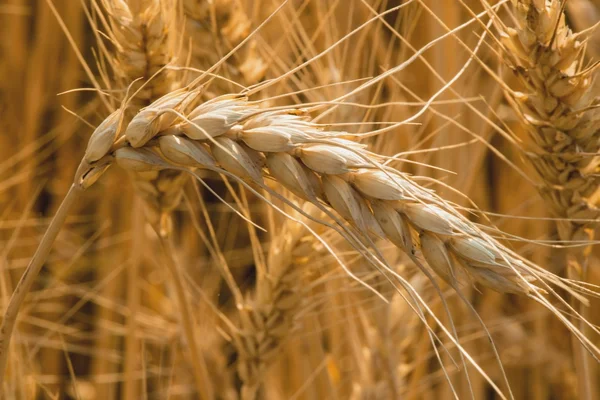 Spikelets of wheat — Stock Photo, Image