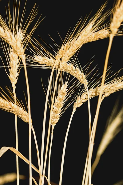 Wheat ears — Stock Photo, Image