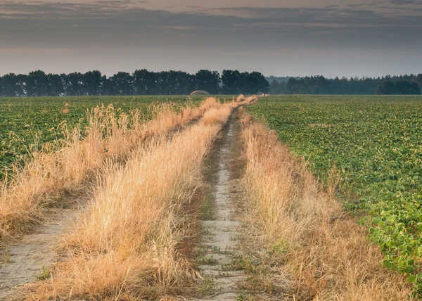 Alba nel campo — Foto Stock