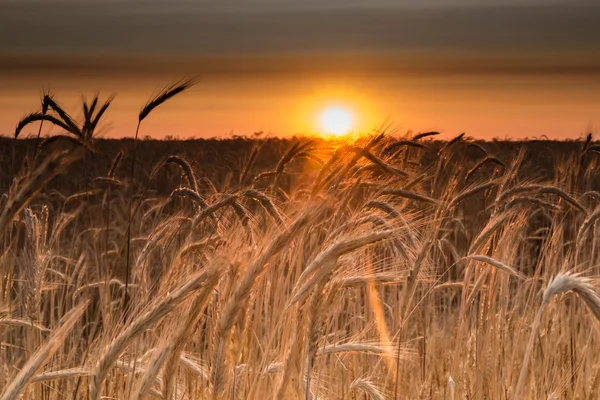 Lever de soleil dans le champ de blé — Photo