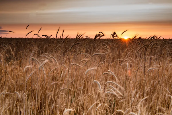 Sonnenaufgang im Weizenfeld — Stockfoto