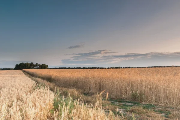 Sonnenaufgang im Weizenfeld — Stockfoto