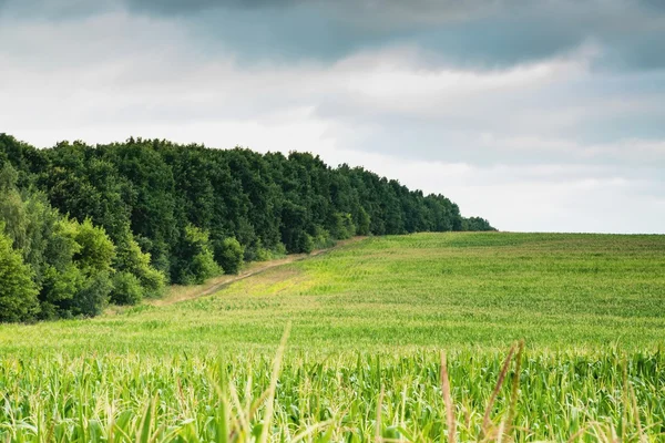 Blick auf Maisfeld — Stockfoto