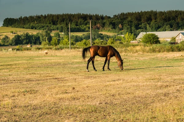 Кінь на пасовищі — стокове фото