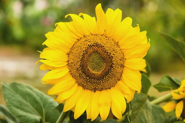 Field of sunflowers — Stock Photo, Image