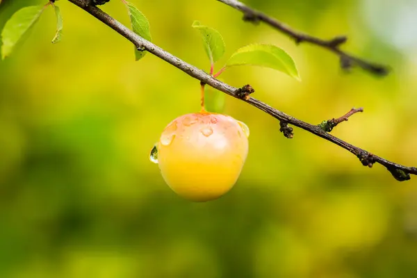 Cseresznye szilva — Stock Fotó